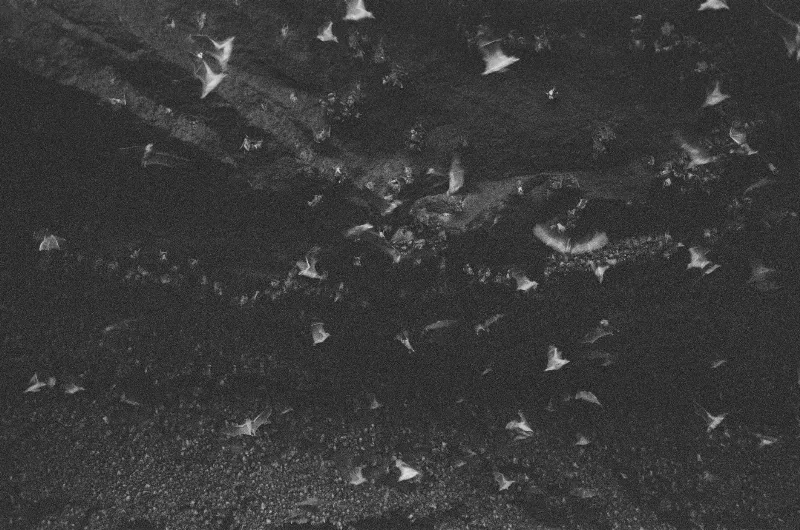 Bats Navigate with Precision Using Echolocation Techniques
