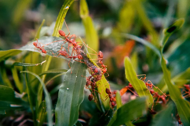 Ants Communicate Using Chemical Signals: A Hidden Language