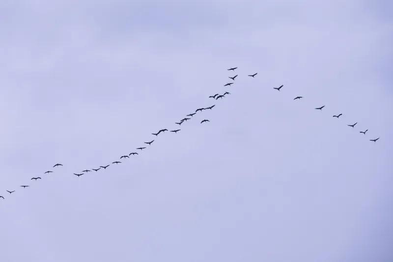 Migrating Birds Navigate Using Earth's Natural Signals