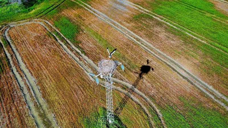 Ce que les animaux savent vraiment sur la navigation magnétique de la Terre