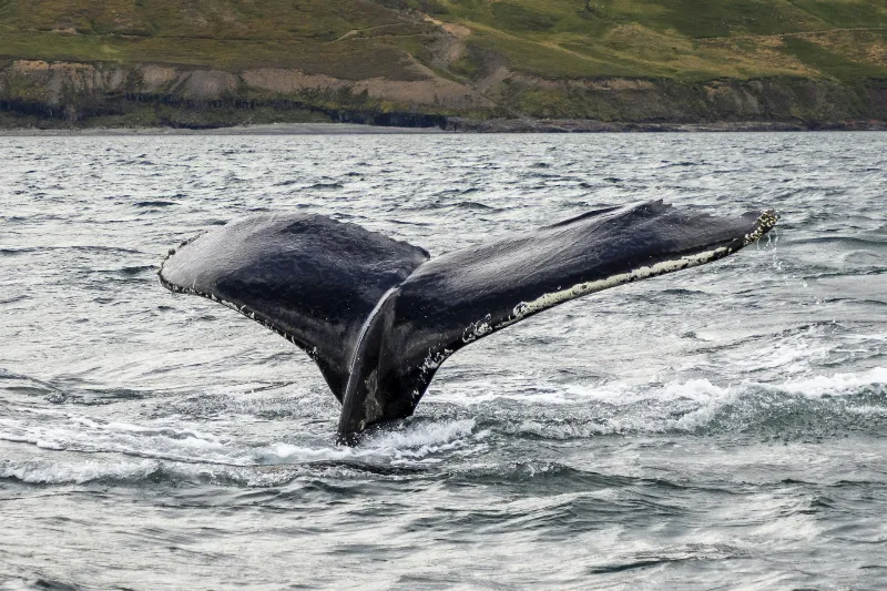 Marine Animals Navigate Through Complex Migration Patterns