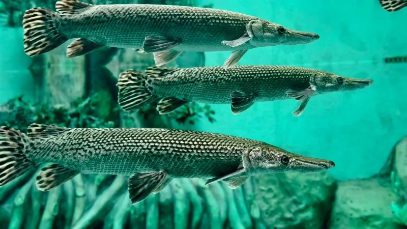 Los Peces Eléctricos Utilizan la Electrolocalización Para Navegar Su Mundo Acuático